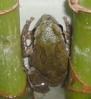 tiny frog in bamboo