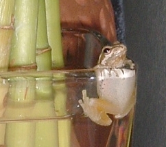 tiny frog in a glass