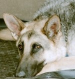 30 Minute Phone Session Animal Communication and or Psychic Counseling