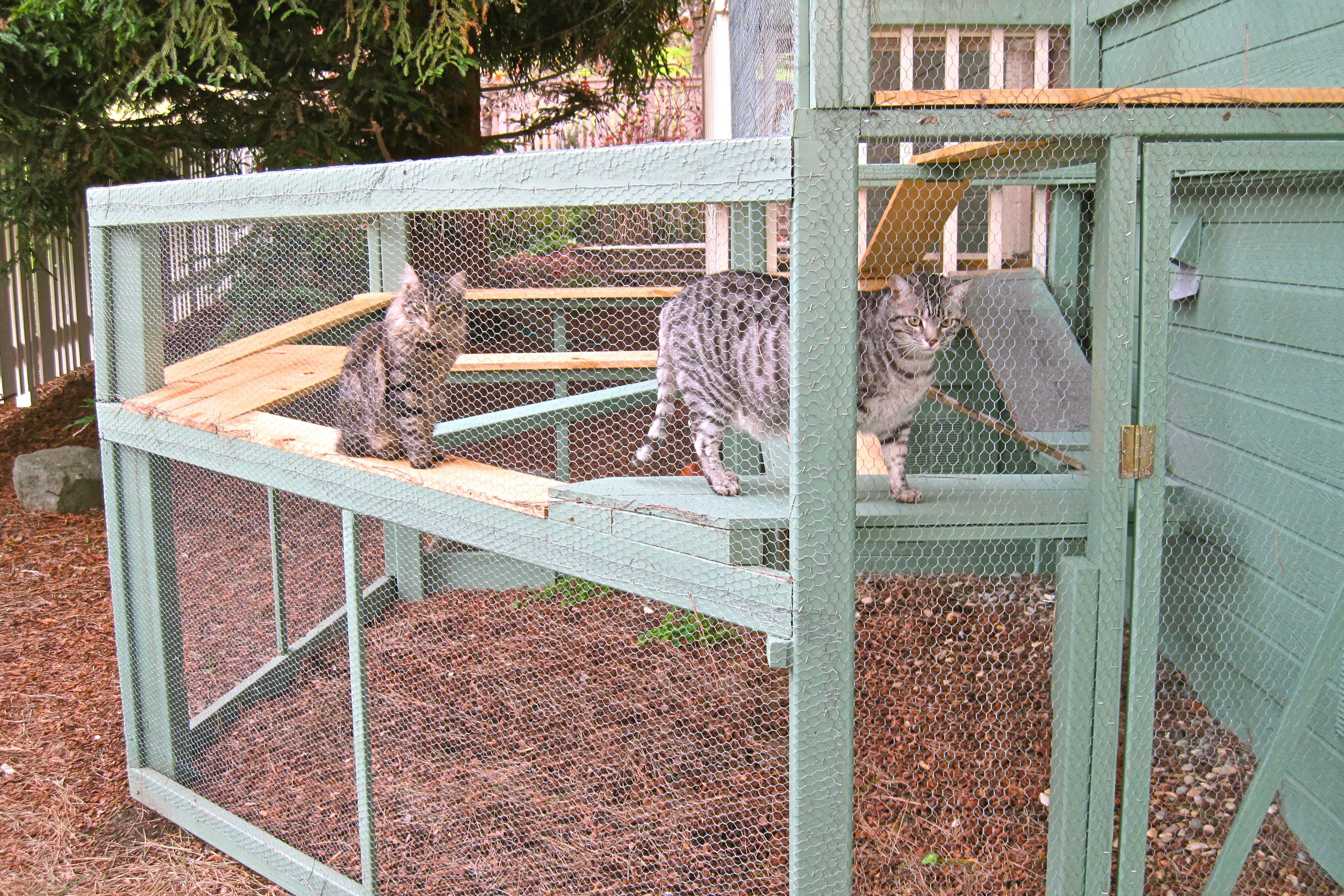 cat-enclosure-1