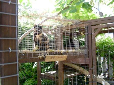 cat enclosure or catio