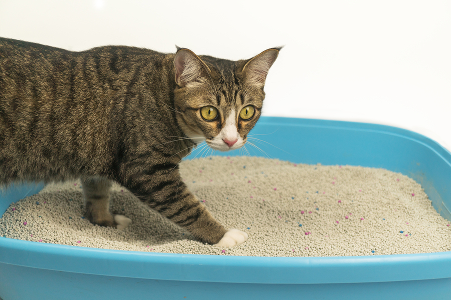 cat in litter box