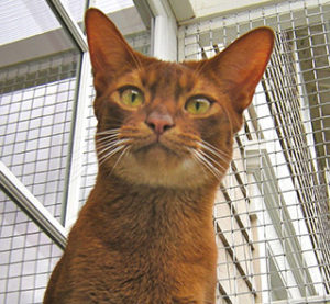 Cat face in cat enclosure