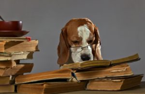 dog reading with glasses on