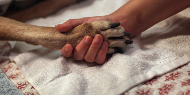 human holding dog paw