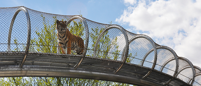 Tiger in tubular catwalk