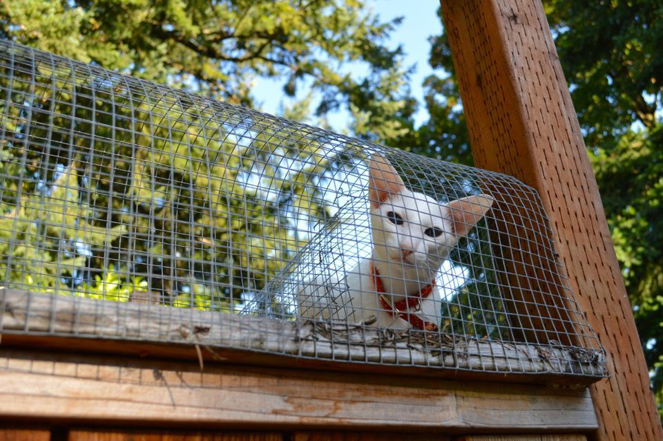 caged cat