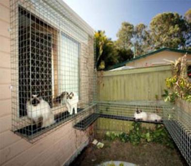 Cat enclosures and Catio