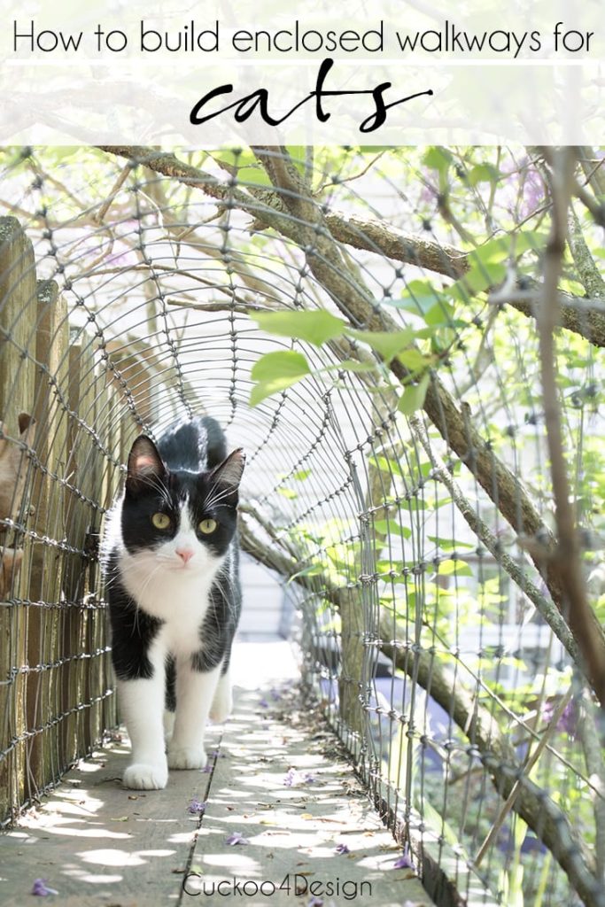 Cat in enclosure or cat walkway