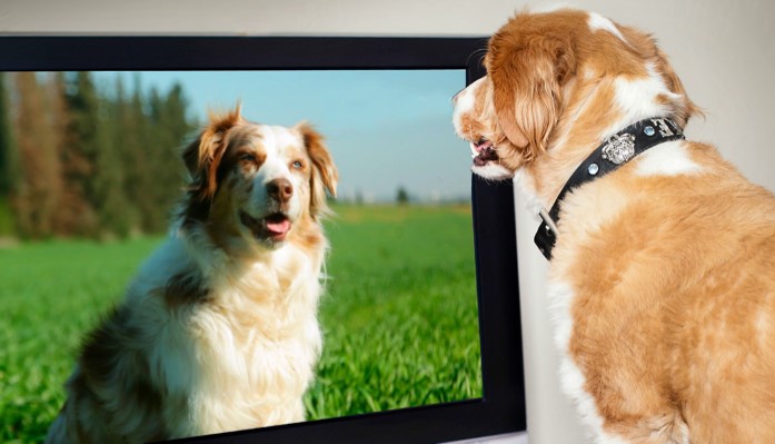 dog watching tv