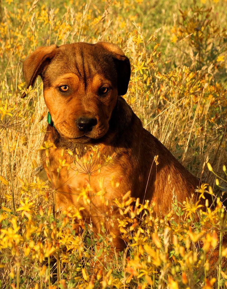 puppy in gold light