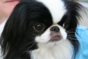 japanese chin