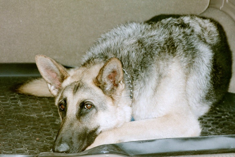 german shepherd