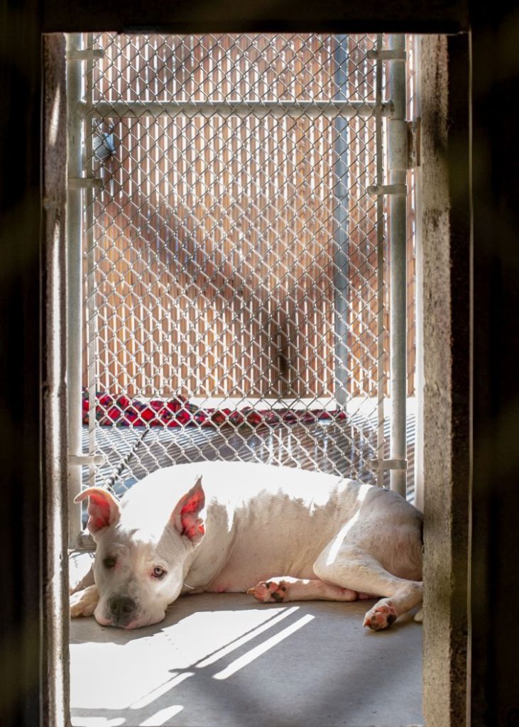 dog in kennel