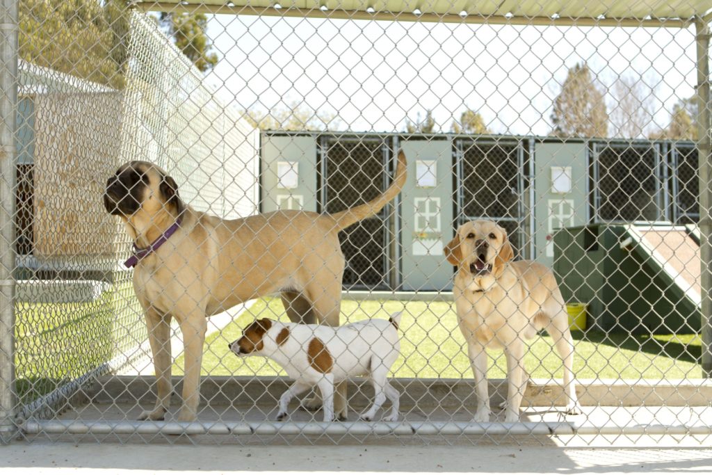 dog in boarding facility