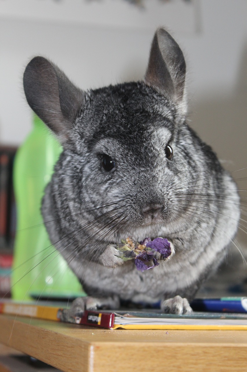 chinchilla