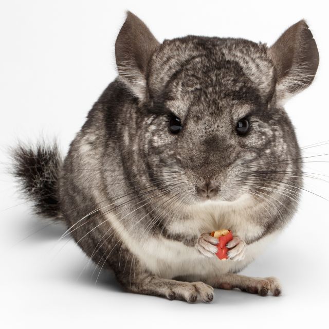 Chinchilla Snacking