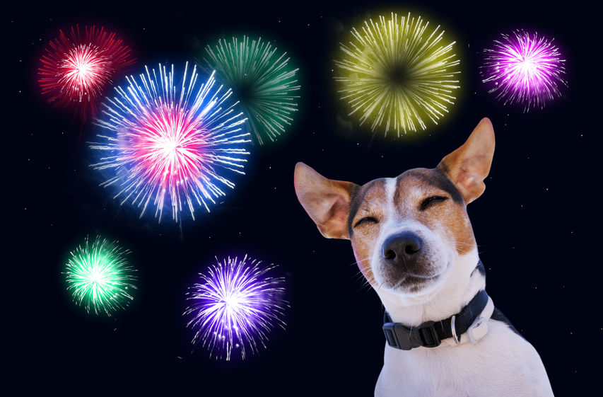 Jack Russell and Fireworks