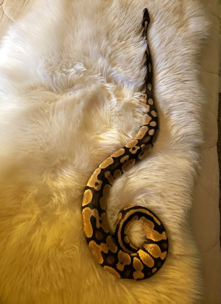 ball python