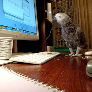 bird on computer