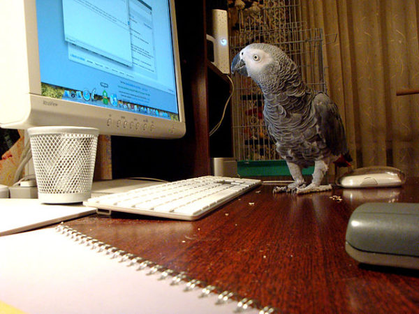 bird on computer
