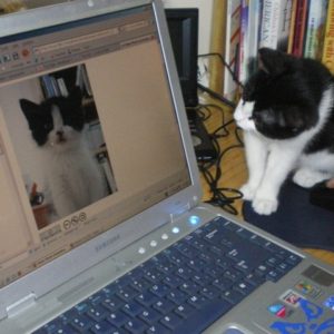 cat at computer