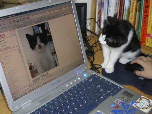 cat at computer