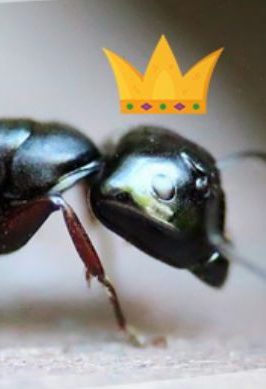 ant queen
