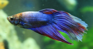 Beta Fish in Blue