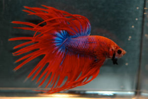 Red Beta Fish