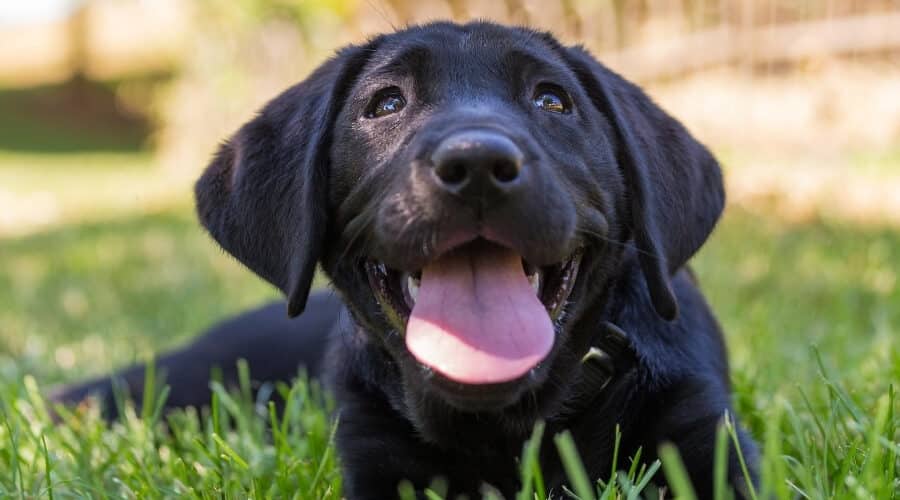 black lab