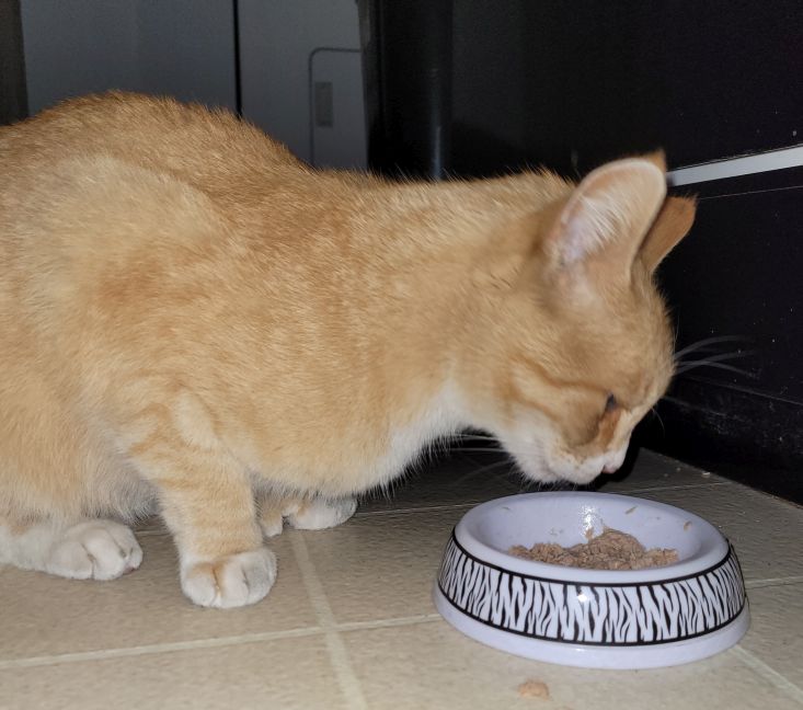 cat at bowl eating