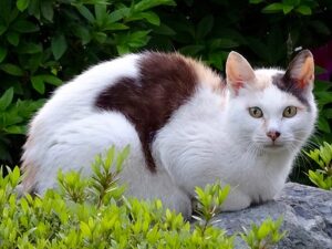 cat on rock